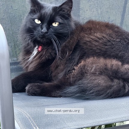 Photo of a cat found in Saint Laurent Blangy