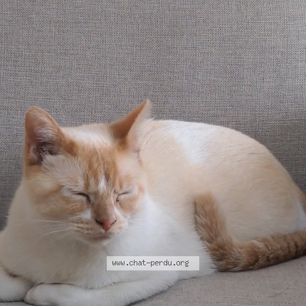 Photo of a cat found in Reze