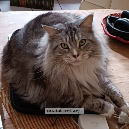 Photo of a cat found in Plaisir