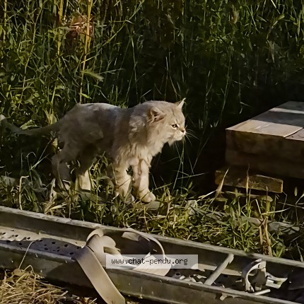 Photo of a cat found in Montpellier