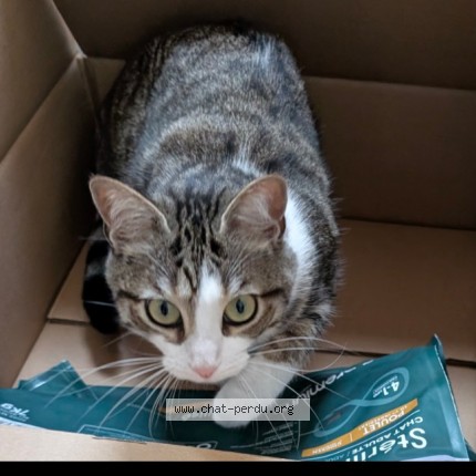 Photo of a cat found in Le Mans