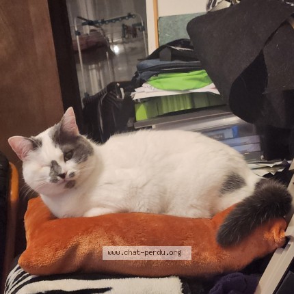 Photo of a cat found in Mulsanne