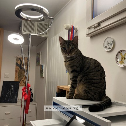 Photo of a cat found in Commugny