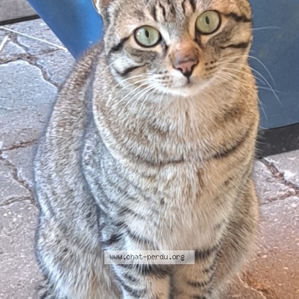 Photo of a cat found in Gennes Val De Loire