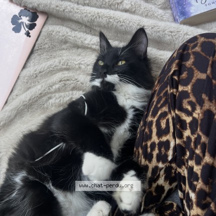 Photo of a cat found in Guilvinec