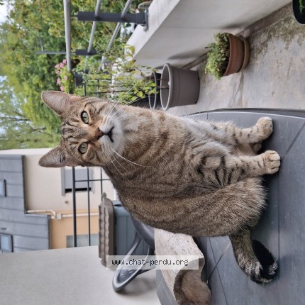 Photo of a cat found in Dijon