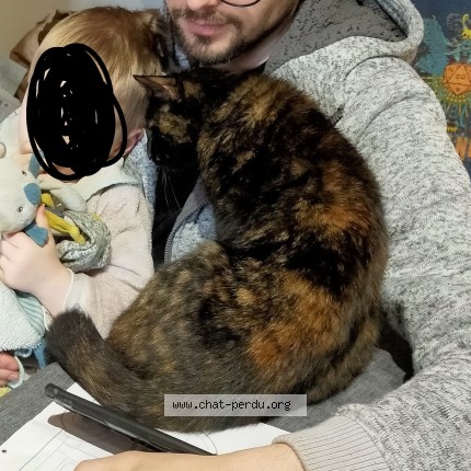 Photo of a cat found in La Creche