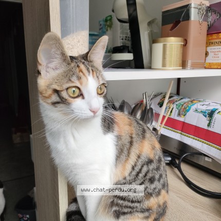 Photo of a cat found in Ivry Sur Seine