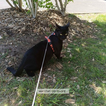 Photo of a cat found in Le Mans