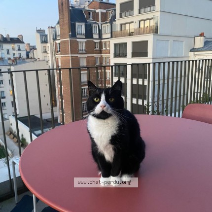 Photo of a cat found in Paris