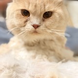 kittu
