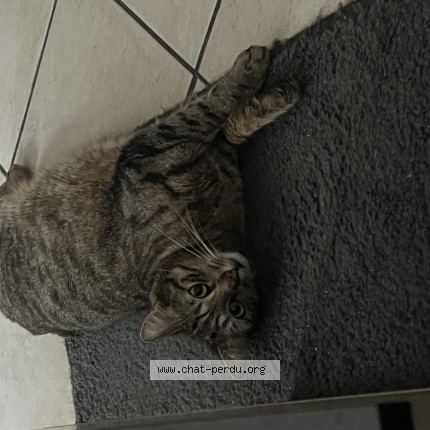 Photo of a cat found in Toul