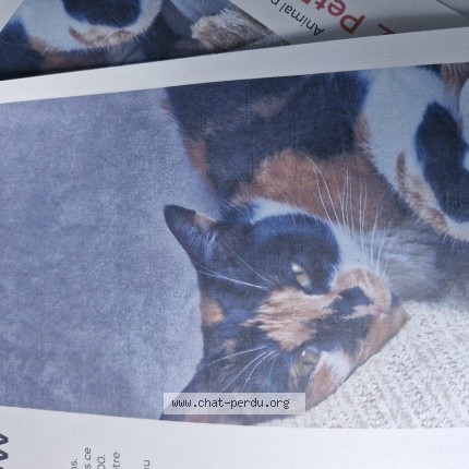 Photo of a cat found in Champigneulles