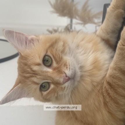 Photo of a cat found in Auterive