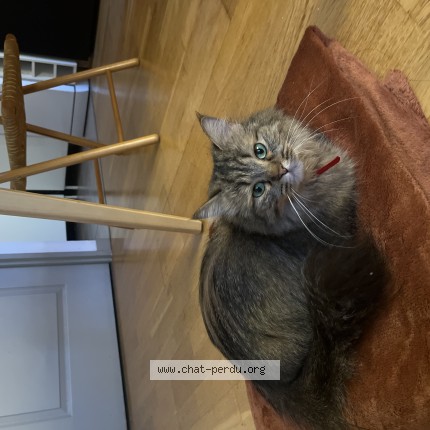 Photo of a cat found in Lyon