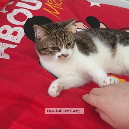 Foto van vermiste kat in Ruisbroek