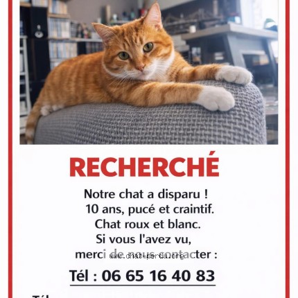 Photo of a cat found in Nancy