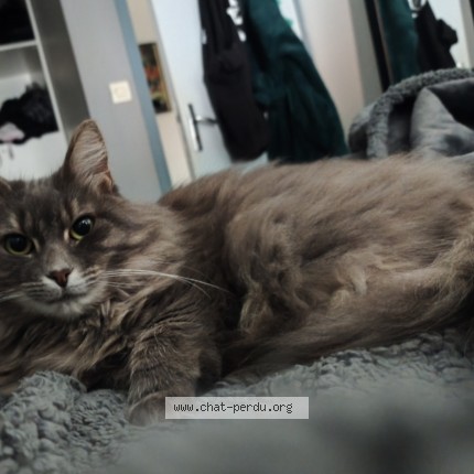 Photo of a cat found in La Regrippiere