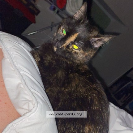Photo of a cat found in Villereversure