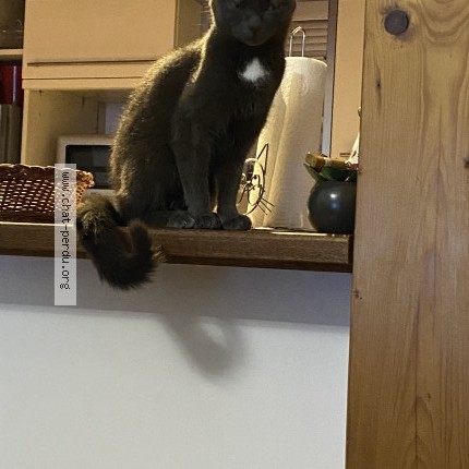 Photo of a cat found in Rochefort