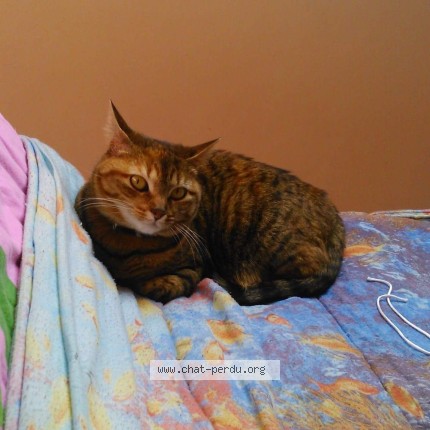 Photo of a cat found in Marcoussis