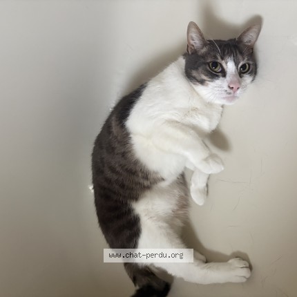 Picture of cat lost at Drummondville