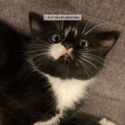 Foto 1/2 Kara kiz Kat vermist in Londerzeel