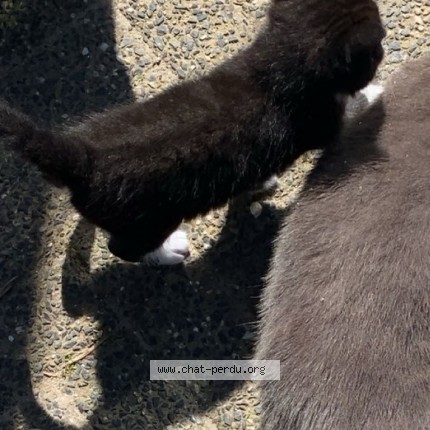 Foto 2/2 Kara kiz Kat vermist in Londerzeel