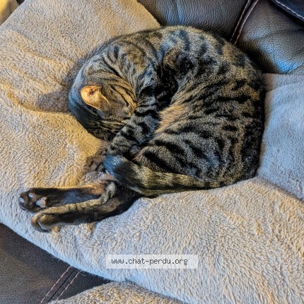 Photo 1/1 Sonic Cat lost in Quebec