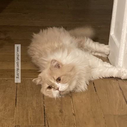 Photo of a cat found in Carlux