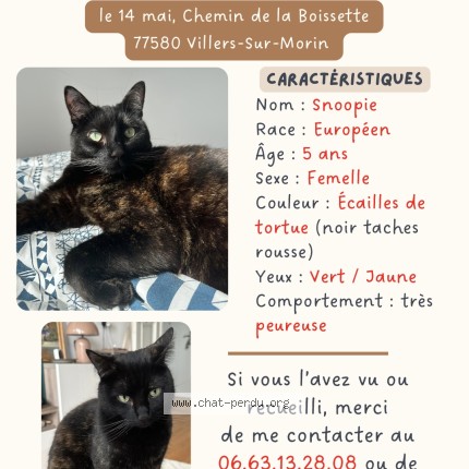 Photo of a cat found in Villiers Sur Morin