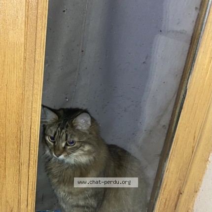 Photo of a cat found in Brion