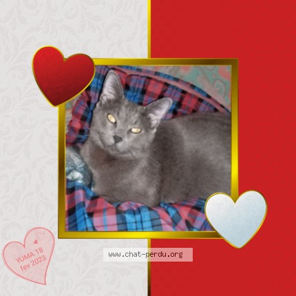 Photo of a cat found in Sens