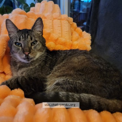 Photo of a cat found in Frenelles En Vexin