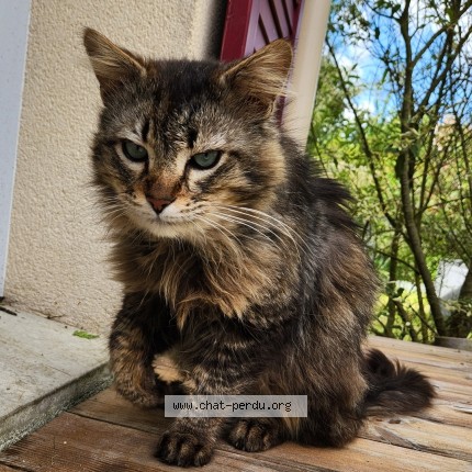 Photo of a cat found in Saint Cheron