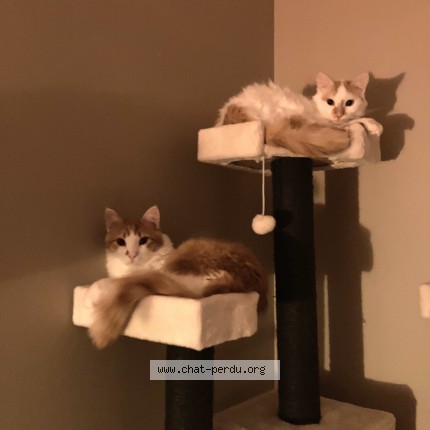 Photo of a cat found in Nailloux