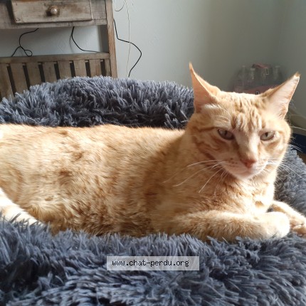 Photo of a cat found in Saussens