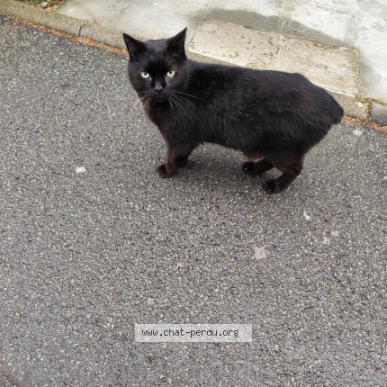 Photo of a cat found in Lille