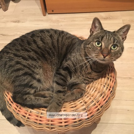 Photo of a cat found in Villeurbanne