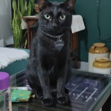 Pepper