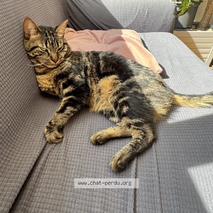 Photo of a cat found in Lausanne