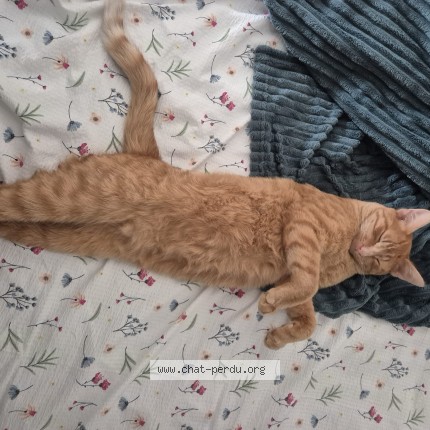 Photo of a cat found in Saint Sulpice La Foret