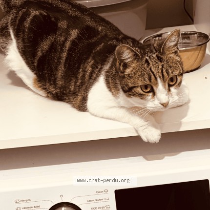 Photo of a cat found in Ambronay
