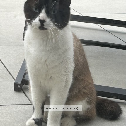 Foto 1/1 Gefundene Katze Gefunden in Berchem