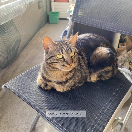 Photo of a cat found in Lausanne