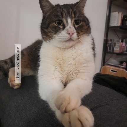 Photo of a cat found in Fegreac