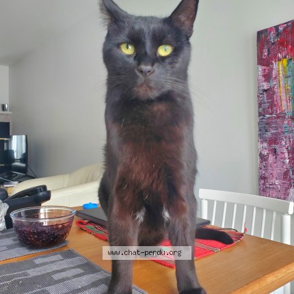 Photo 1/1 Noirot Cat lost in Quebec