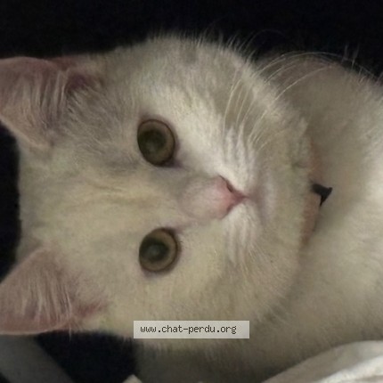 Photo of a cat found in Deuil La Barre