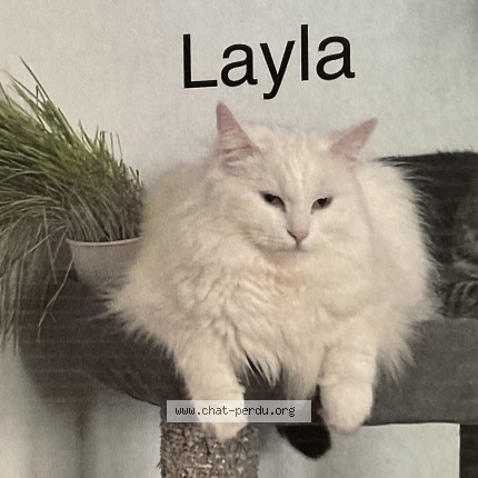 Picture of cat lost at Montreal Tetreaultville