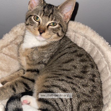 Photo of a cat found in Vilvoorde